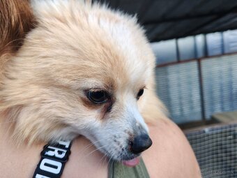pomeranian - 2