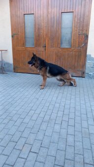 Nemecký ovčiak s PP - 2