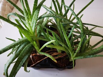 Aloe vera - 2