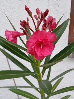 Predám oleander - 2