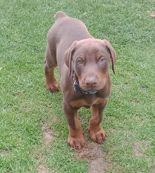 Predám šteniatka Dobermana - 2