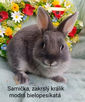 Zakrslý králik s VP - samička modrá bielopesíkatá - 2