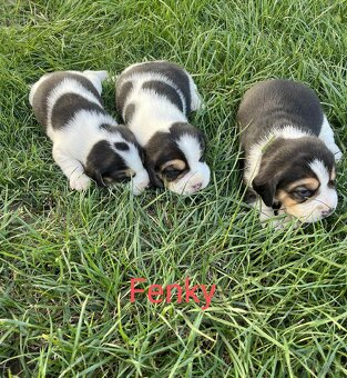 Bigl, Beagle, Bígl, Bígel šteniatka - 2
