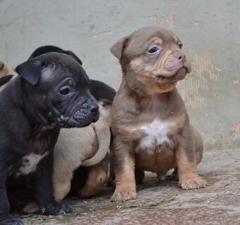 American bully pocket / sharpei - 2