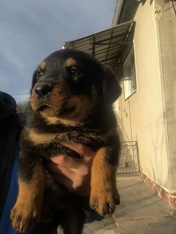 Rotvajler Rottweiler - 2