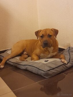 Americký stafordšírsky teriér - 2