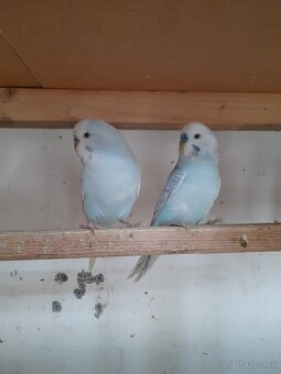 Predam korely a andulky - 2