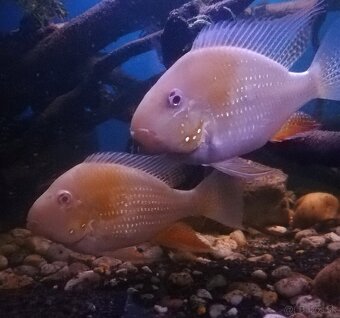 Americké cichlidy - 2