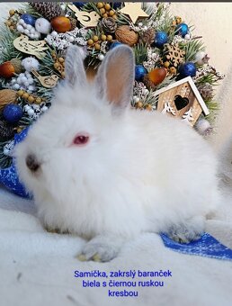 Zakrslý králik teddy gén s VP - samička - 2