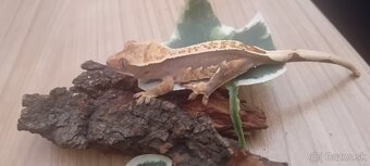 Pagekon riasnatý - 2