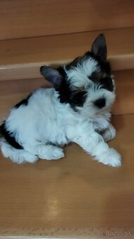 Yorkshirsky terier - 2