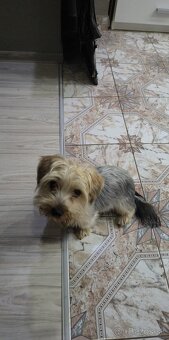 Predám Yorkshire Terrier Samička - 2