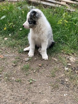 Border kólia blue merle - 2