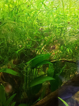 Akvarijná rastlina - Najas guadalupensis - 2