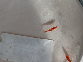 Caridina Red Tiger. - 2