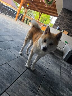 Darujem akita inú - 2