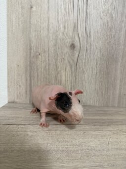 Skinny morča - 2