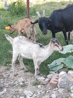 Ponúkame na predaj mladú kozičku - 2