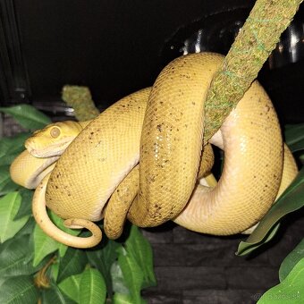 Corallus hortulanus - 2
