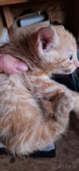 Darujem mačiatka - 2