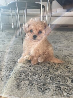 Maltipoo - 2