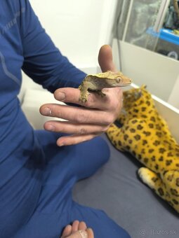 Pagekony riasnaty - 2