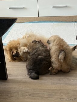 Pomeranian - 2