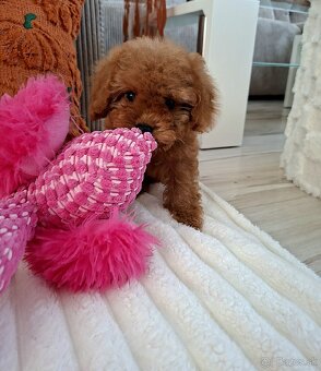 Maltipoo - 2