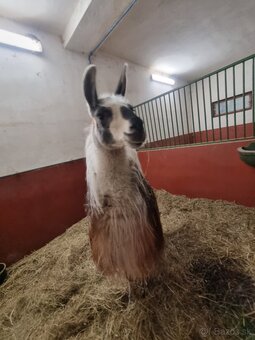 Lama - 2