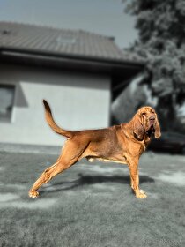 Bloodhound - 2