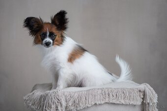Papillon s PP - 2