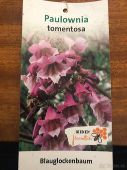 Predám sadenice Paulownia Tomentosa - 2