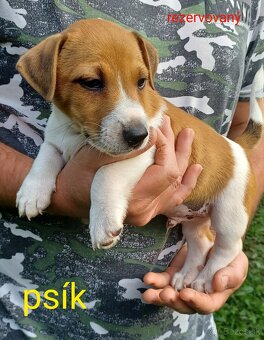 Jack russel terier šteniatka - 2