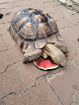 Sulcata - 2