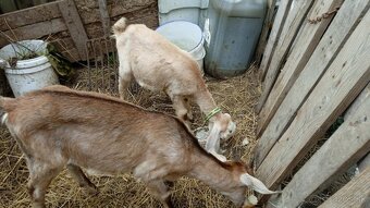 predam registrovaný chov kôz a poroviec - 2