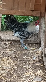 Brakelka strieborná - 2