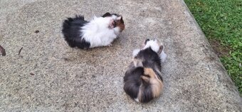 Morské prasiatká - 2