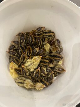 Prepelice japonské - 2