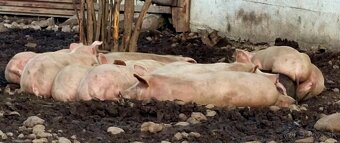 tohtoročné prasce - 2