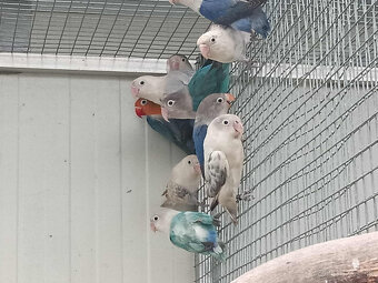 Agapornis fischer - 2