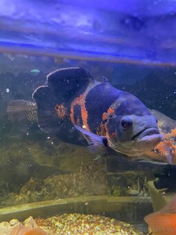 ocelatus cichlida pavia - 2