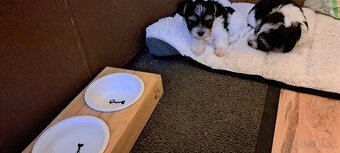 Yorkshire terier biewer mini - 2