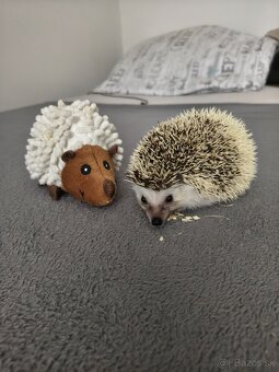 Ježko bielobruchý - 2