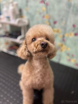 Toy Pudel na krytie - 2