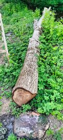 Orech drevo - 2
