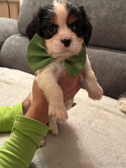 Cavalier King Charles Španiel - 2
