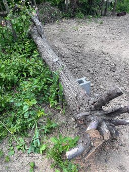Predám hruškové drevo vhodné na umelecké spracovanie - 2