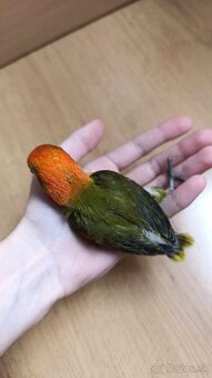 Predám agapornisa na ručné dokrmenie - 2