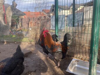 Predám kohúta Marans - 2