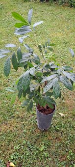 Longan-Dimocarpus longan Champoo - 2